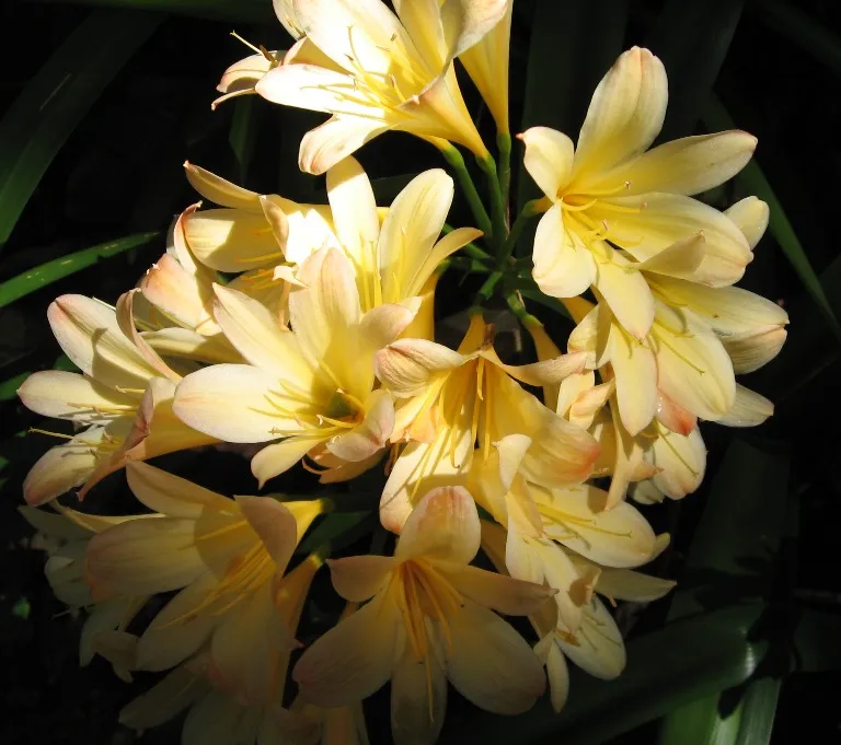 Gordonia