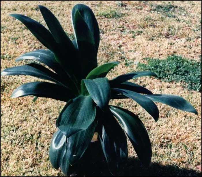 Grandifolia