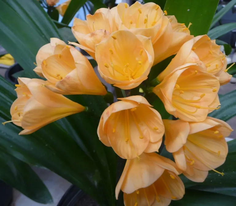 Grandmas Gold