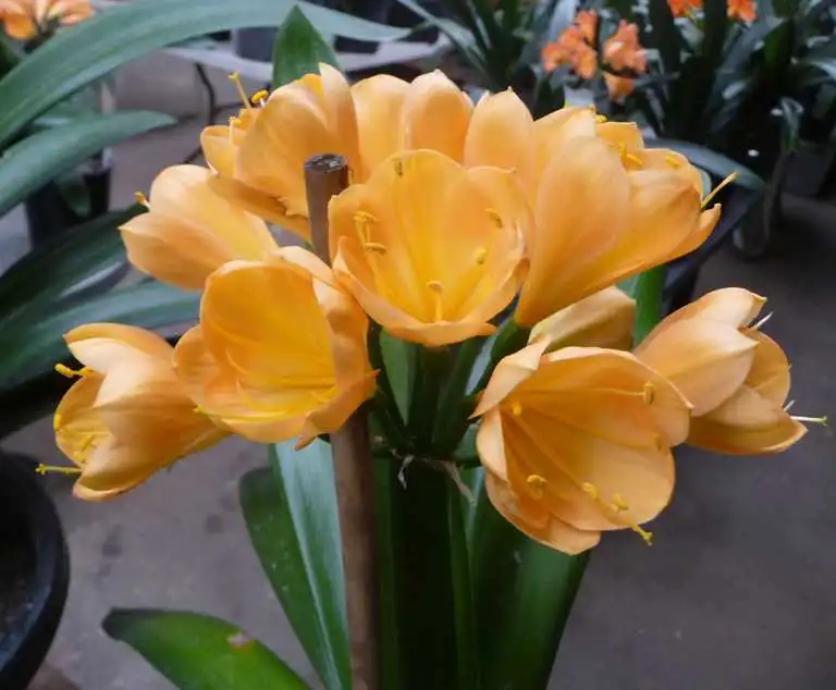 Grandmas Gold