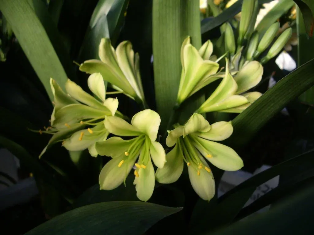 Naumann's Greeny A'