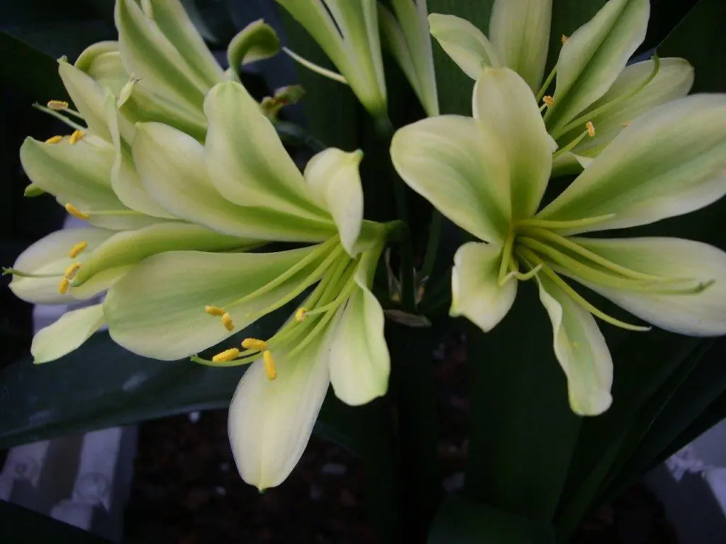 Naumann's Greeny A'