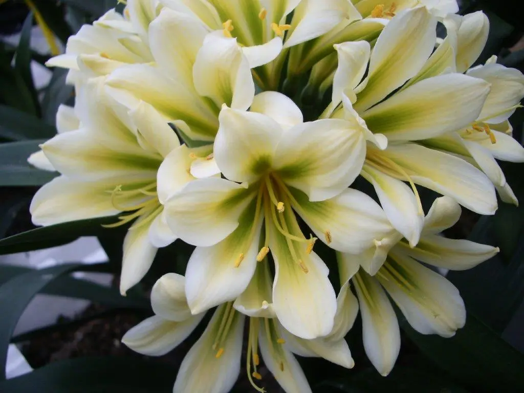 Naumann's Greeny B'