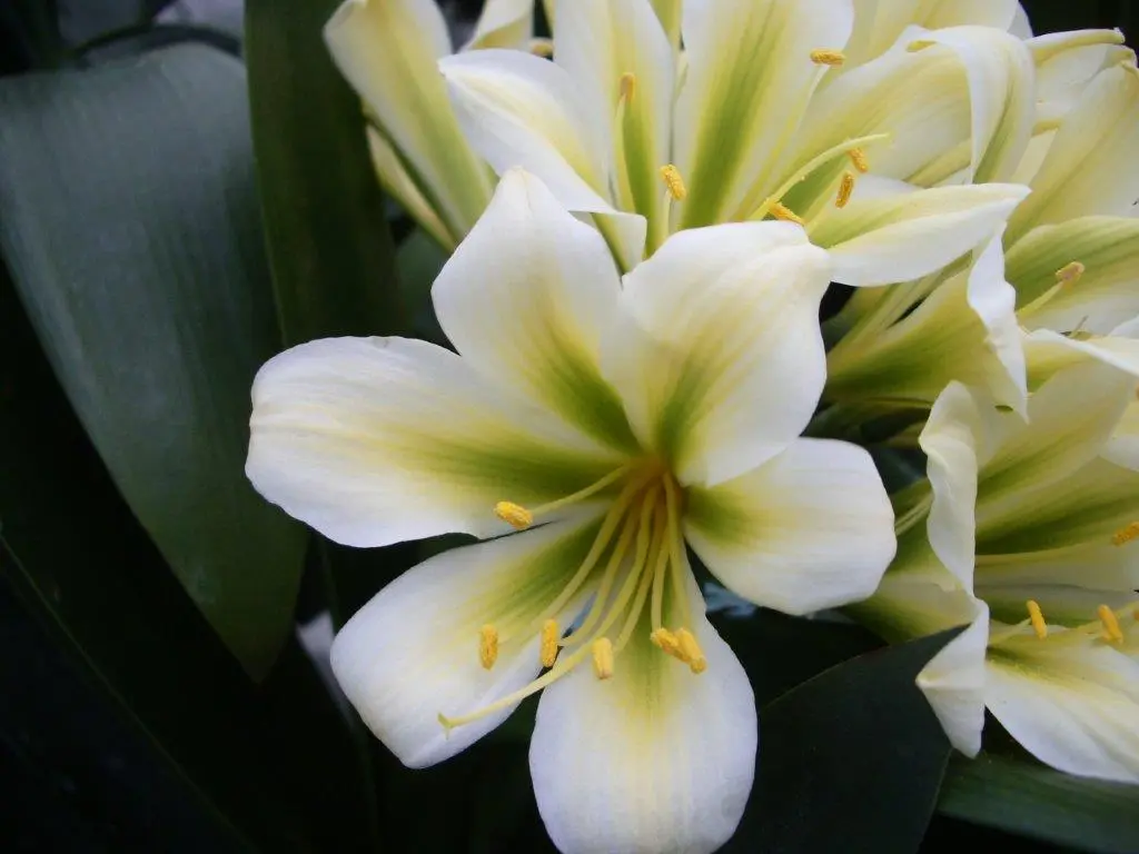 Naumann's Greeny B'