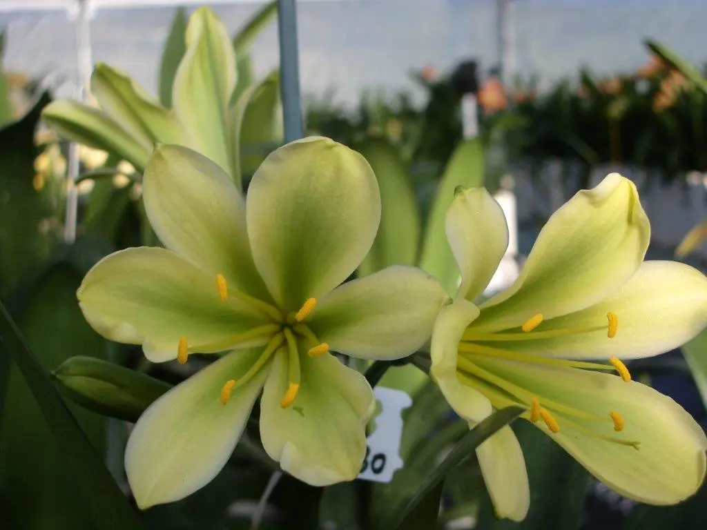 Naumann's Greeny C'