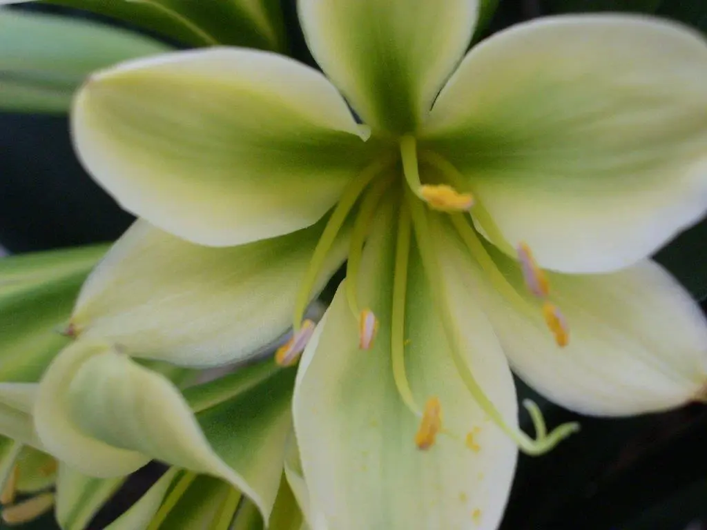 Naumann's Greeny C'