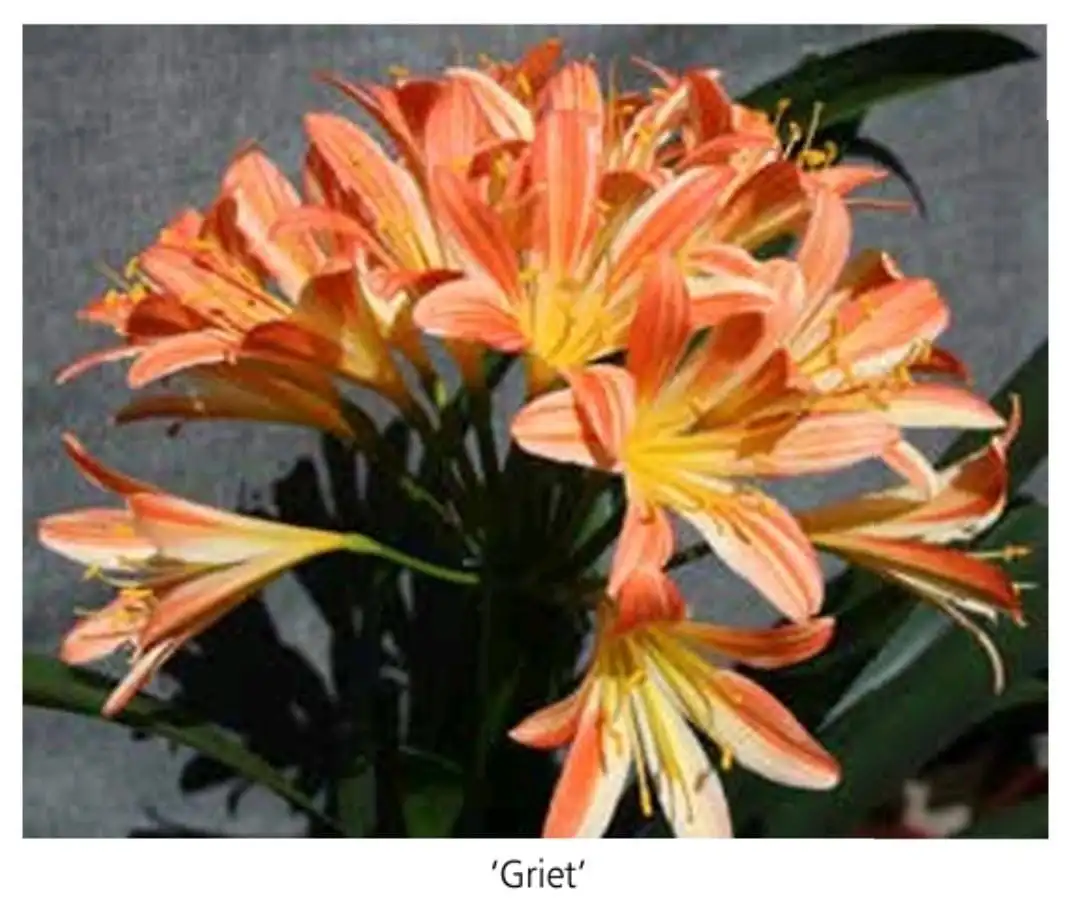 Griet