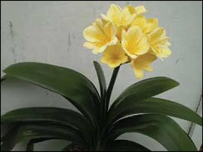 Great Wide Yellow