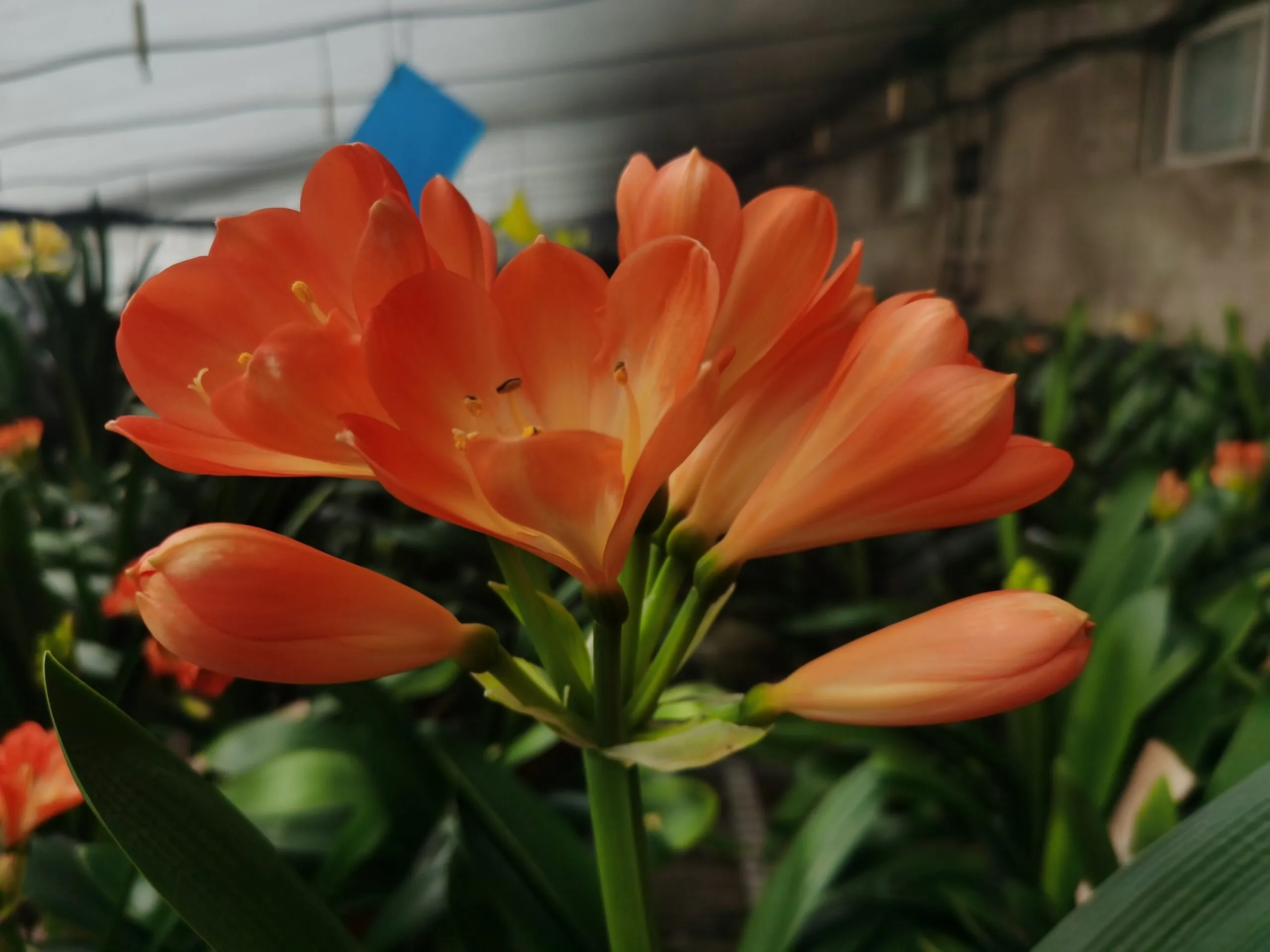 Orange Wave