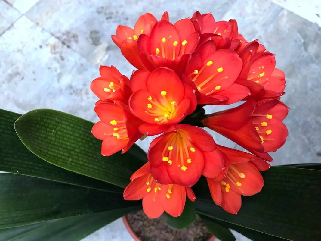 Red Star