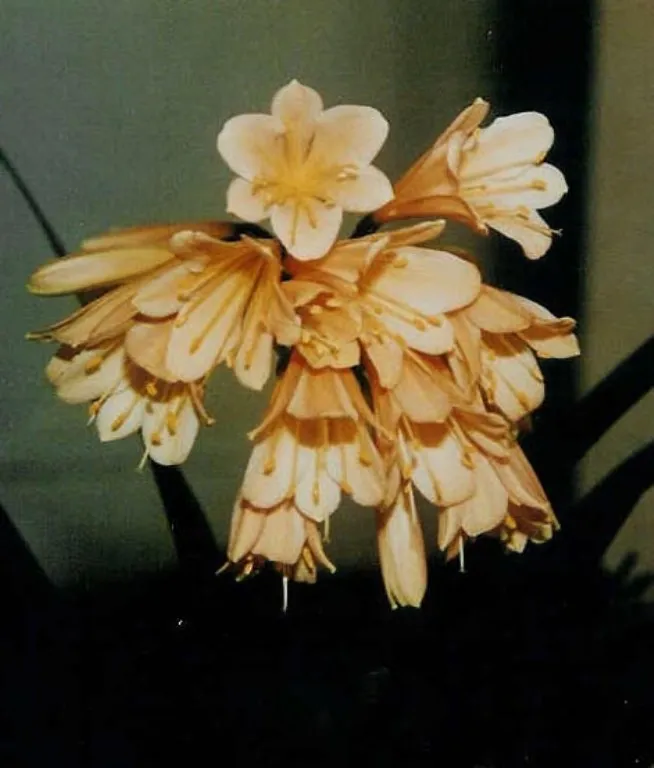 Ivy Henderson