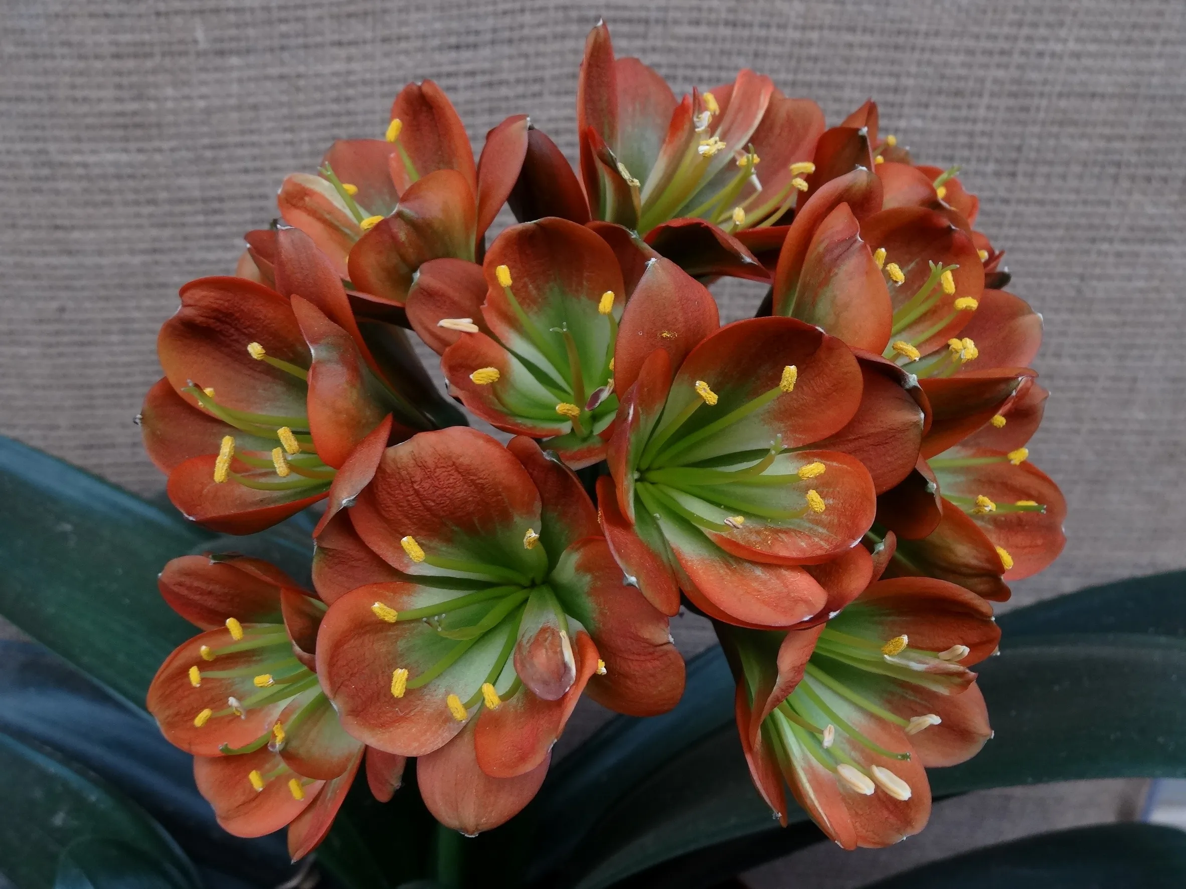 JoanE's Bronze