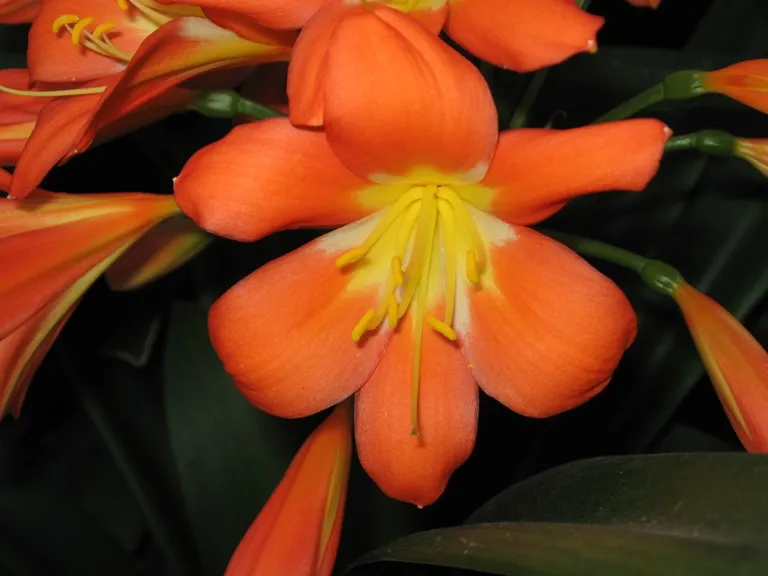 Kirstenbosch Supreme