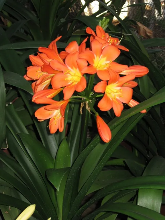 Kirstenbosch Supreme