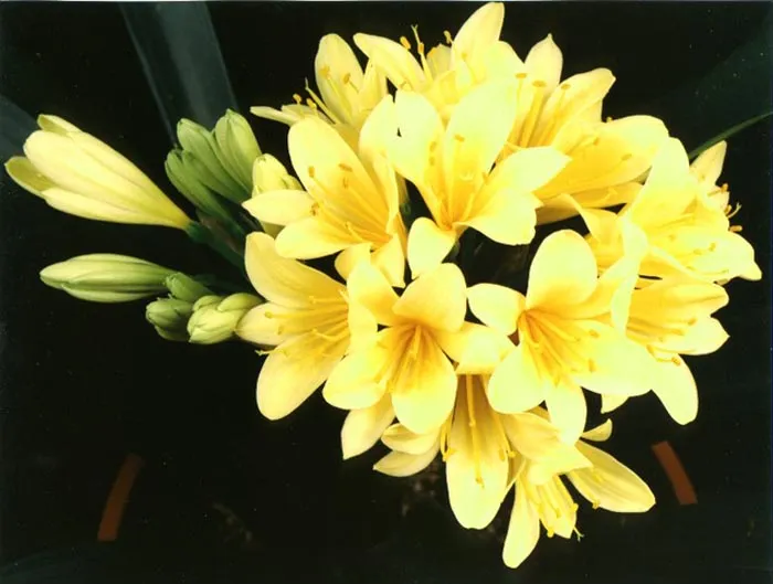 Lessa Yellow