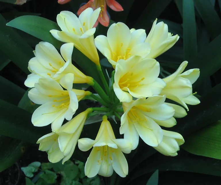 Lutea