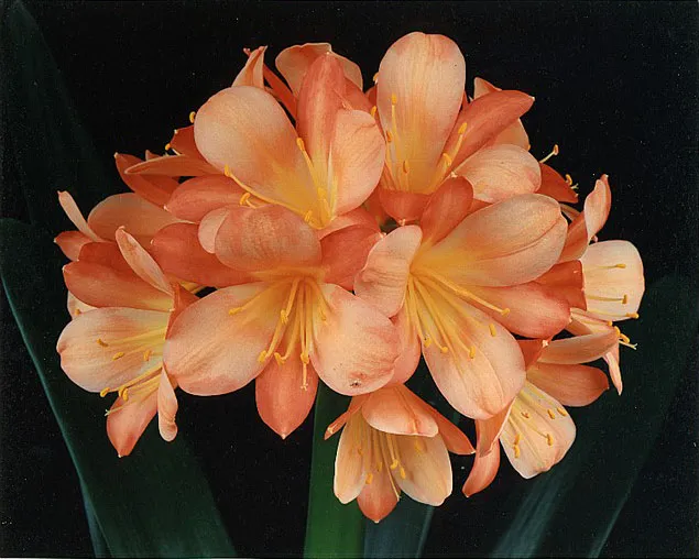 Mary Helen