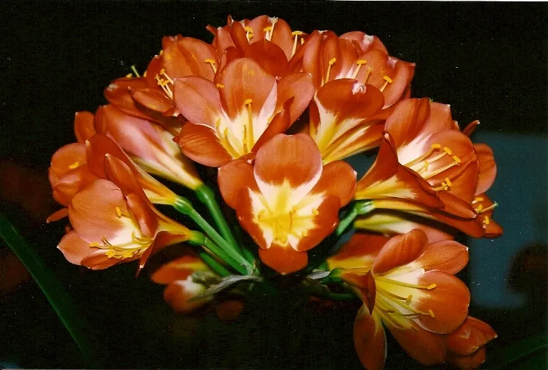 Mavourneen