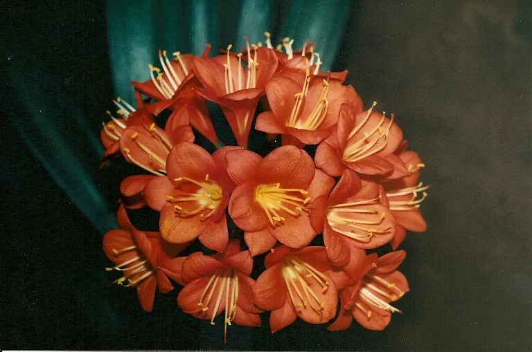 May McPherson