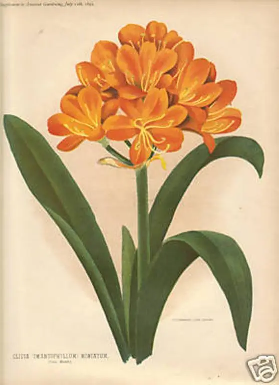 Model