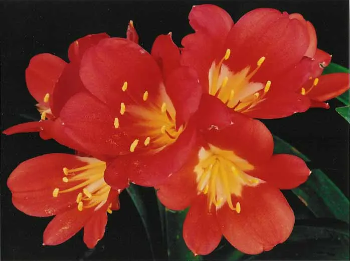 Montecito Roja