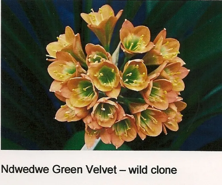 Ndwedwe Green Velvet