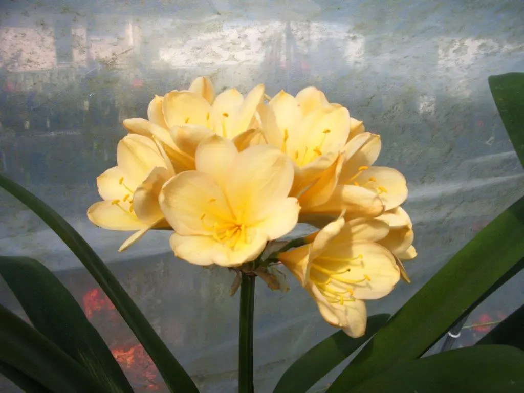 Noel Giddings Peach