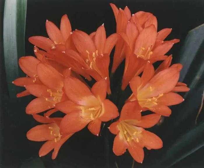 Orange Flame