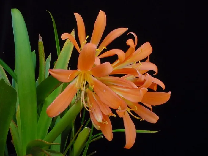 Orange Spider