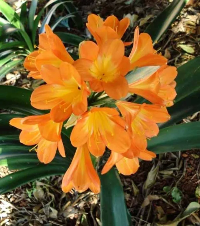 Orangeade