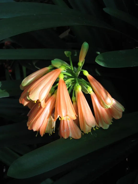 Oz Nobilis