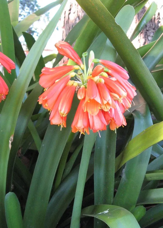 Oz Nobilis