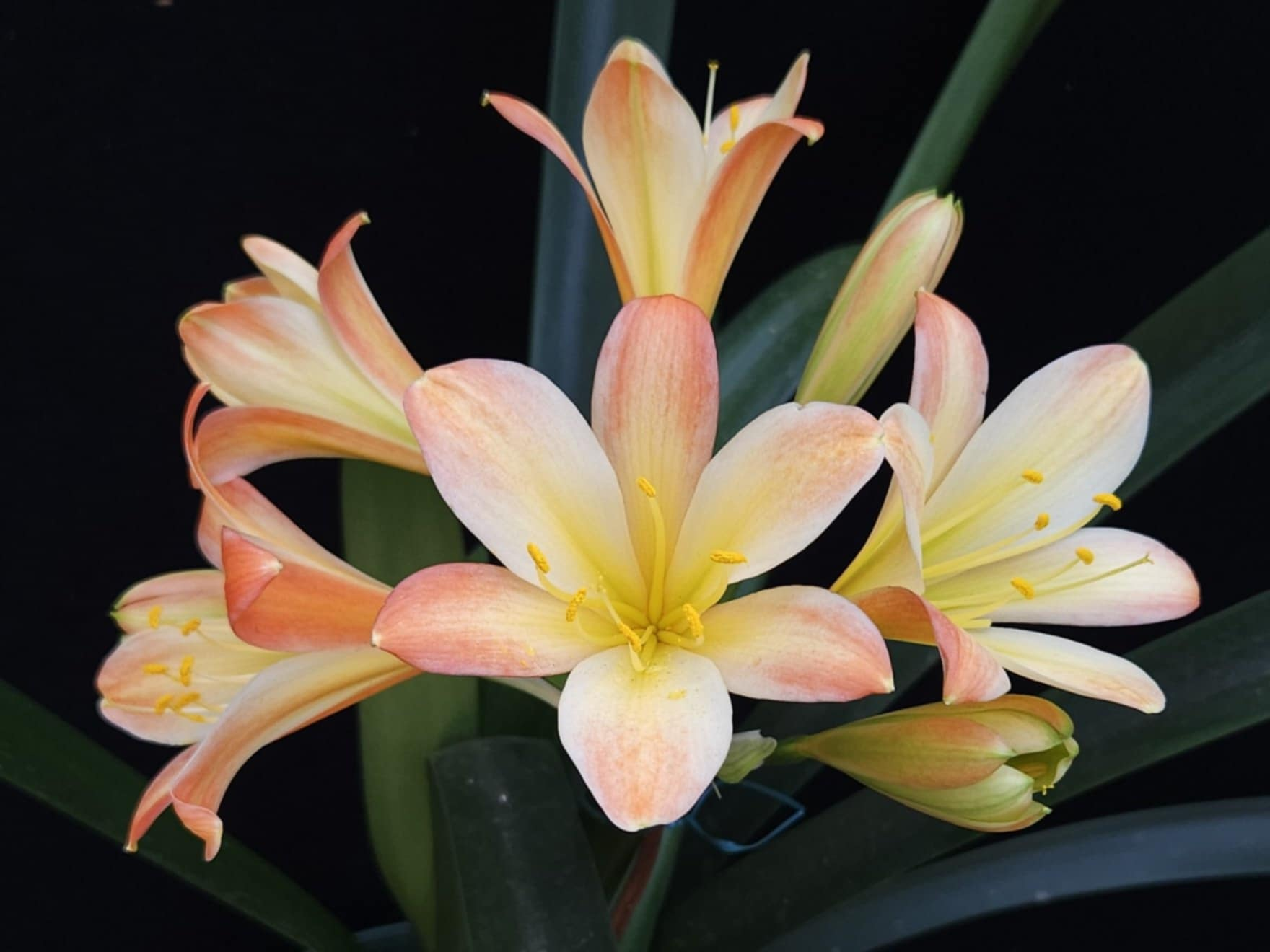 Paljas Magic