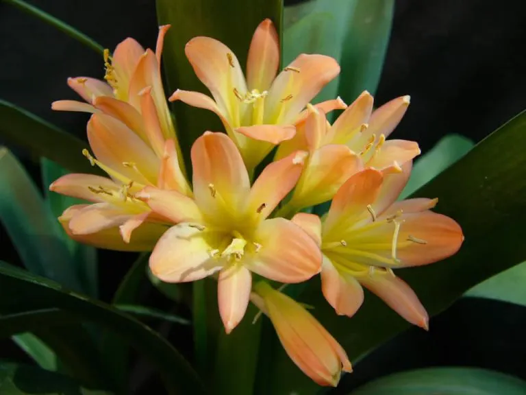 Pastel Stars