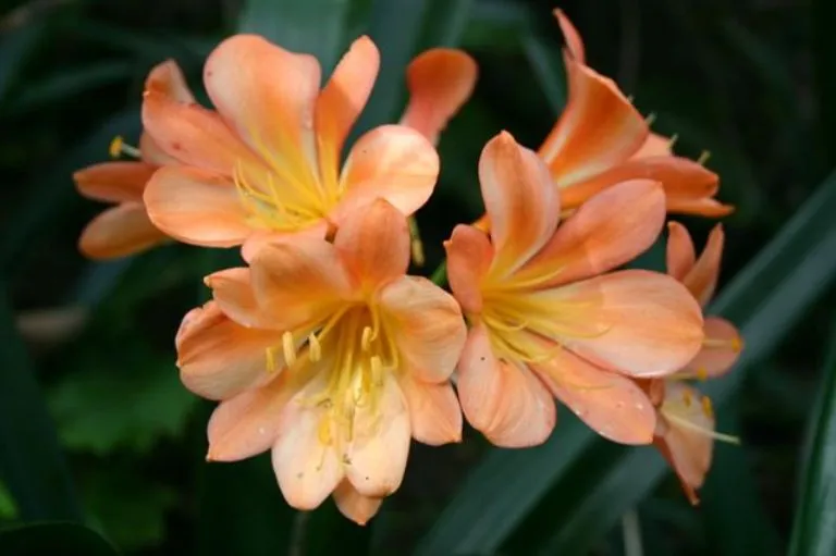 Peach Melba