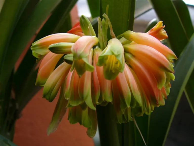 Pikanini