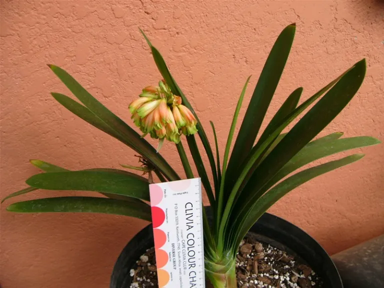 Pikanini