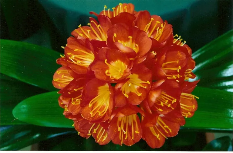 Pomander