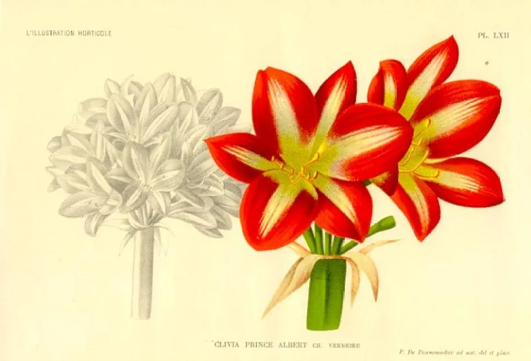 Prince Albert