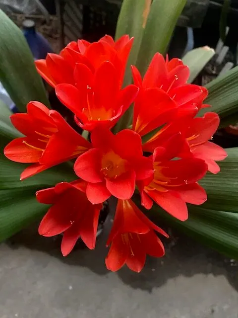 Red Endeavor