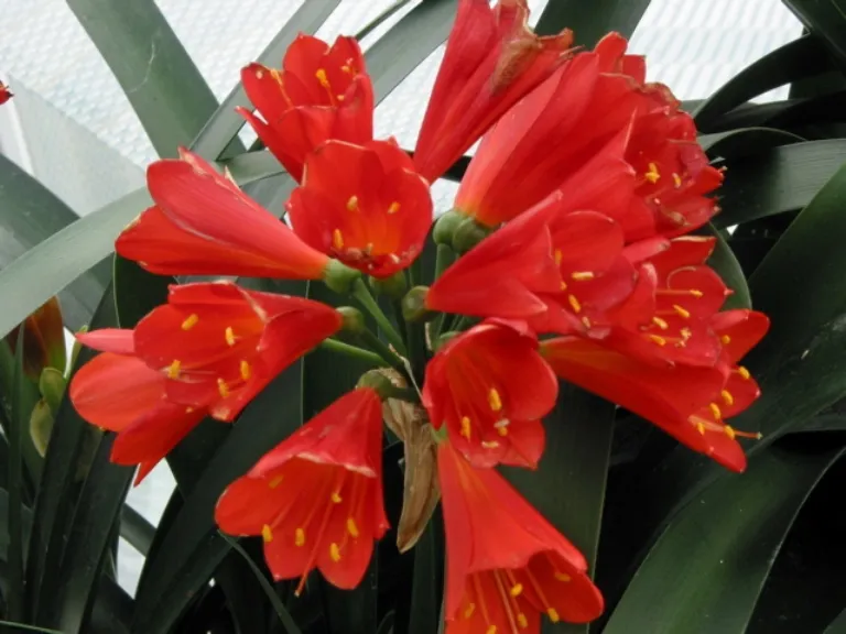Red Bells (1)