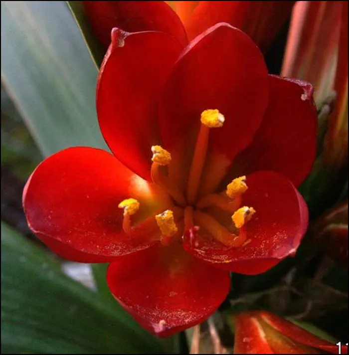 Red William