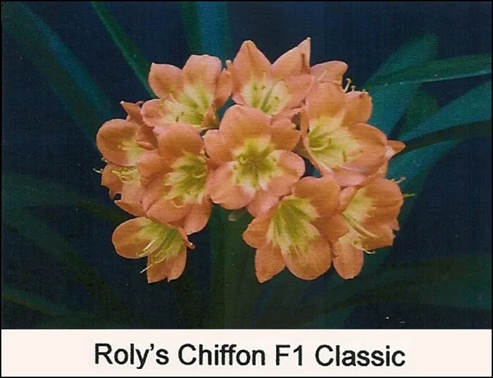 Roly's Chiffon Classic