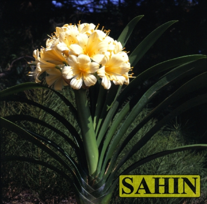 Sahin Yellow