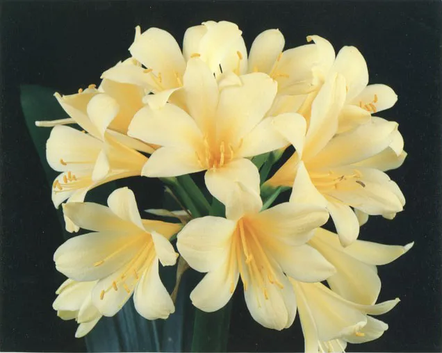 San Diego Yellow
