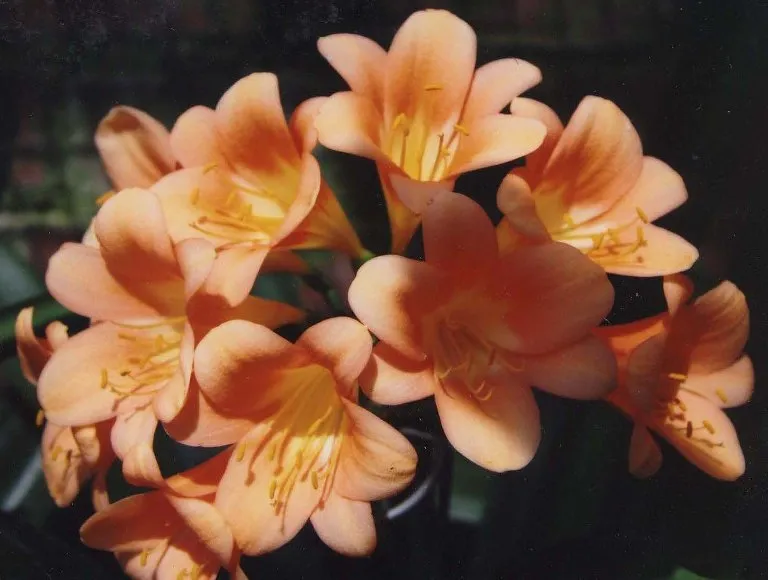 Satin Dream