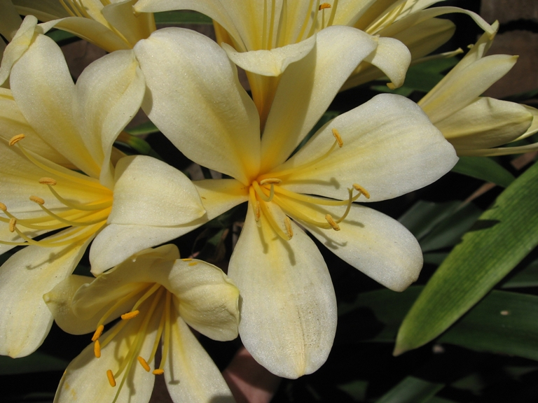 Saunders Yellow