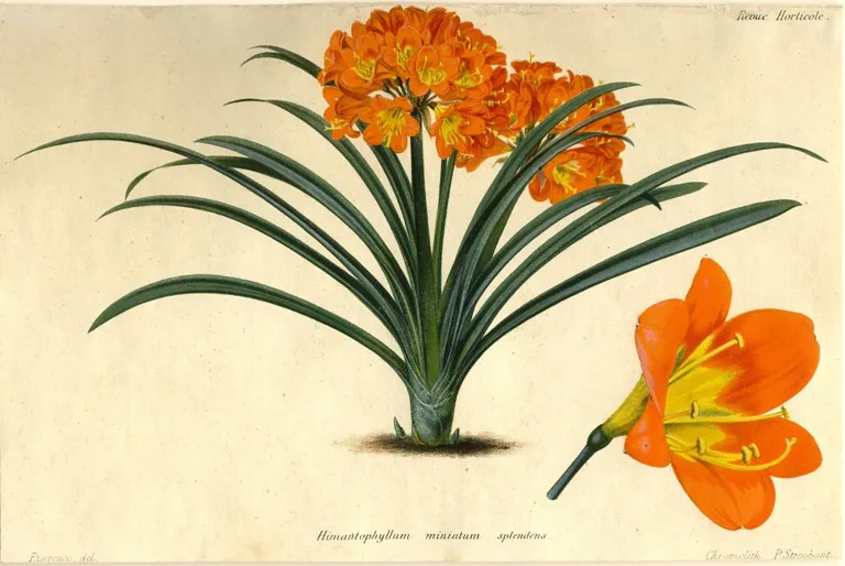 splendens