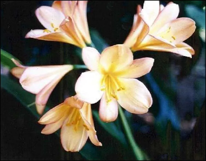 Spring Surprise