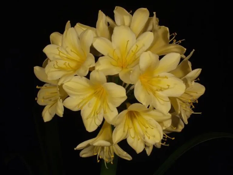 Star Yellow